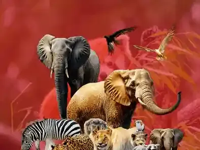 WildLife